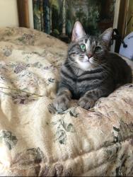 Lost Female Cat last seen Old bon air Rd, Richmond, VA 23235