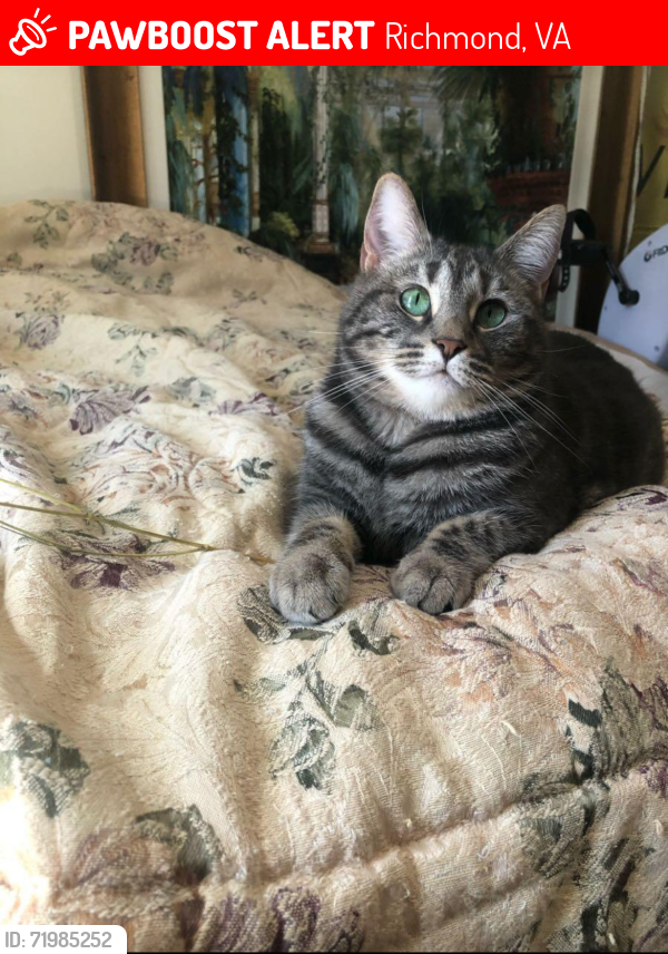 Lost Female Cat last seen Old bon air Rd, Richmond, VA 23235