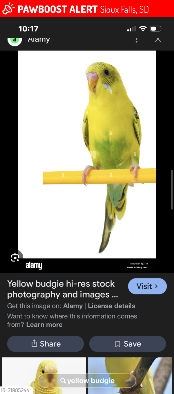 Lost Female Bird last seen West Stoney Creek St., Sioux Falls, SD 57106