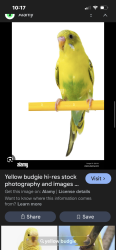 Lost Female Bird last seen West Stoney Creek St., Sioux Falls, SD 57106