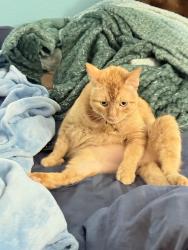 Lost Male Cat last seen Daniel Boone, Temple, TX 76502