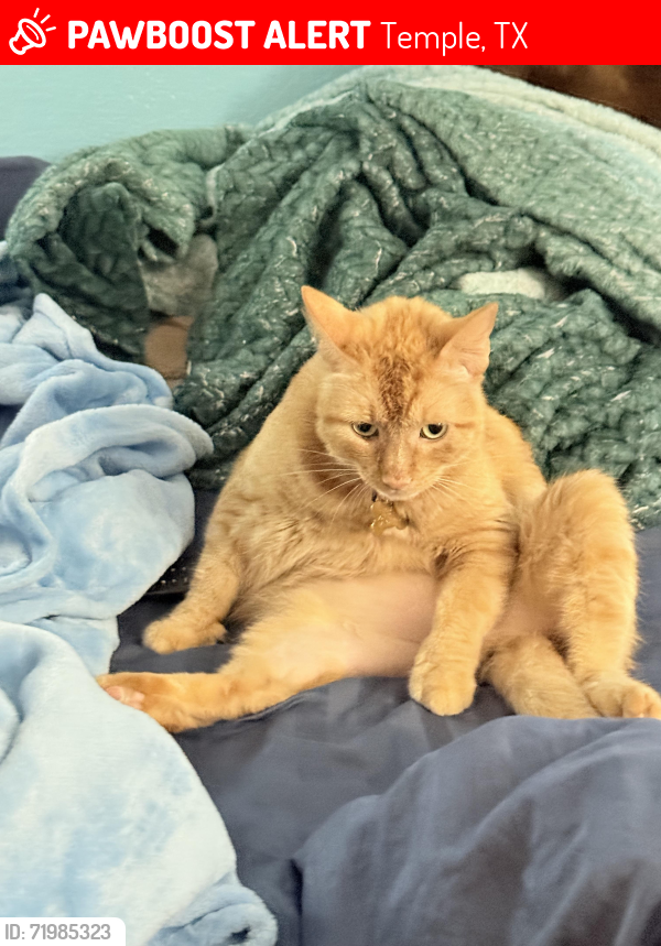 Lost Male Cat last seen Daniel Boone, Temple, TX 76502