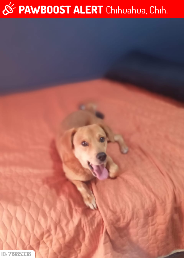 Lost Male Dog last seen calle nueva españa y fuentes mares, Chihuahua, Chih. 31063