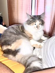 Lost Female Cat last seen Mirror lake and peninsula rd, Interlachen, FL 32148