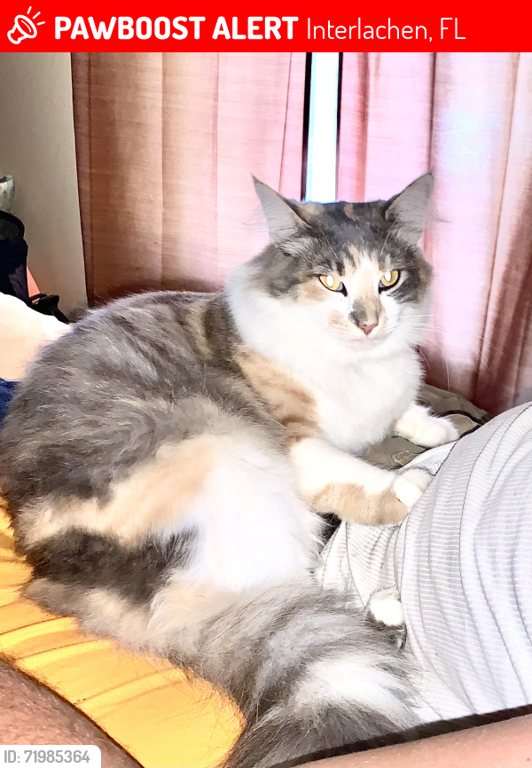 Lost Female Cat last seen Mirror lake and peninsula rd, Interlachen, FL 32148