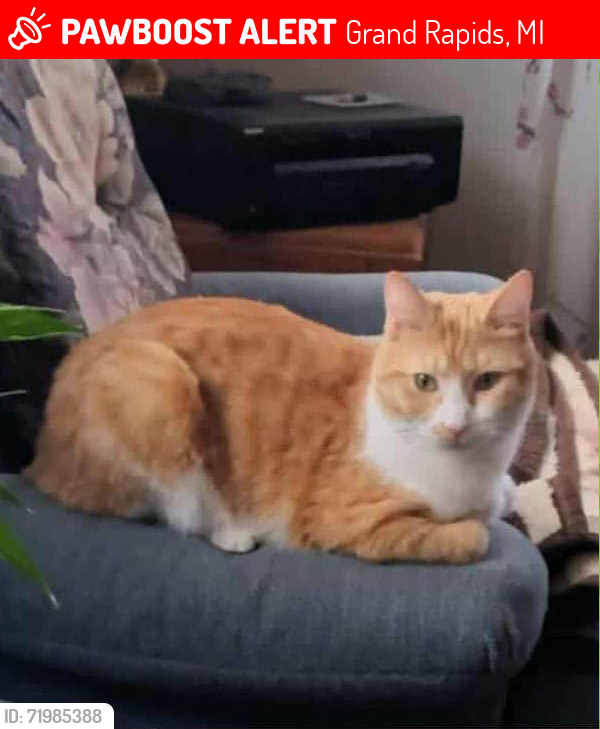 Lost Female Cat last seen Webster@Richmond, Grand Rapids, MI 49504