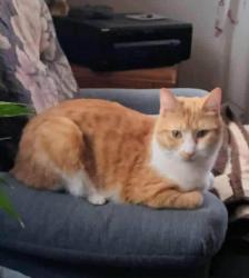 Lost Female Cat last seen Webster@Richmond, Grand Rapids, MI 49504