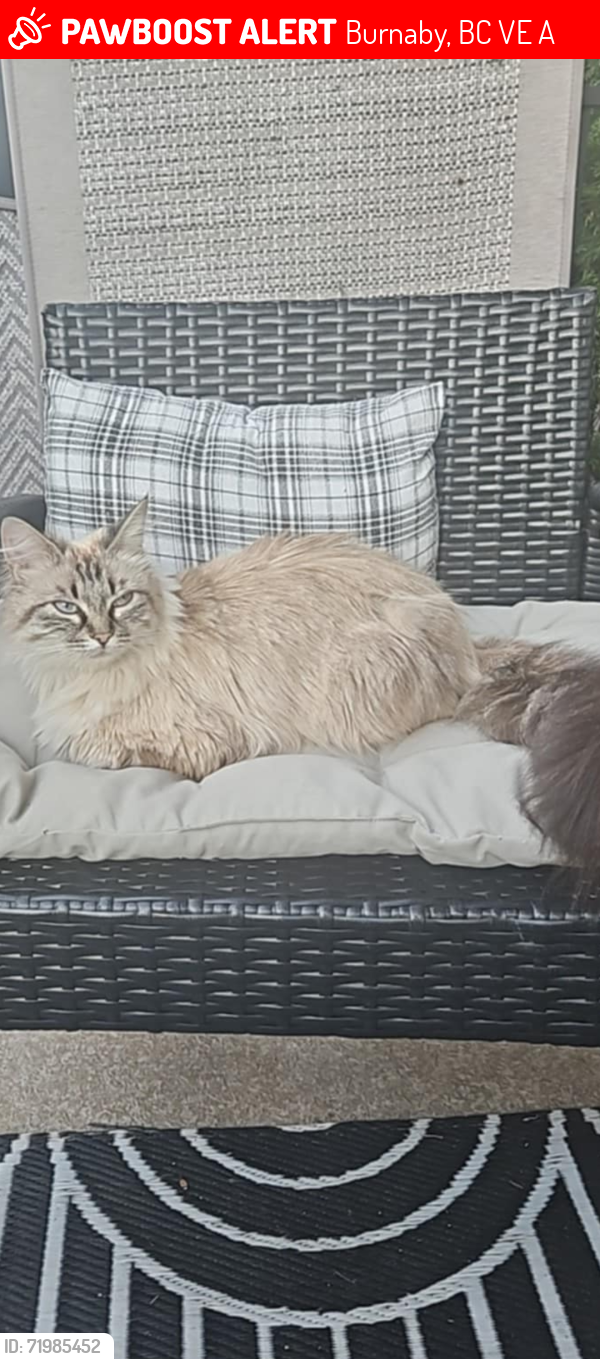 Lost Female Cat last seen Edmons playground , Burnaby, BC V5E 3A8