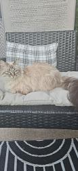 Lost Female Cat last seen Edmons playground , Burnaby, BC V5E 3A8