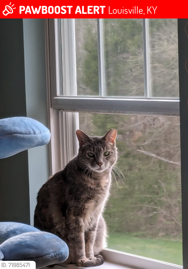 Lost Female Cat last seen Arlington Meadows, Louisville, KY 40023