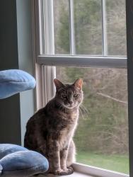 Lost Female Cat last seen Arlington Meadows, Louisville, KY 40023