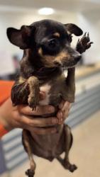 Lost Female Dog last seen Red Rd and 49 St, Hialeah, FL 33012
