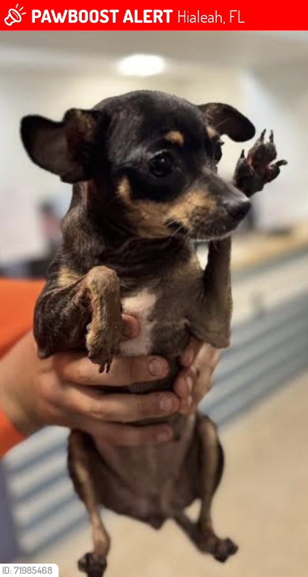 Lost Female Dog last seen Red Rd and 49 St, Hialeah, FL 33012