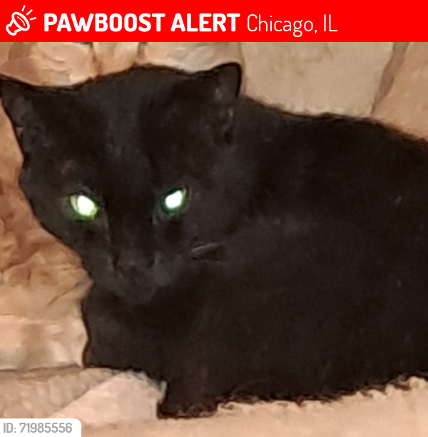 Lost Male Cat last seen Near 4900 west Schubert and lavernge,  chgo, Chicago, IL 60639