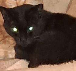 Lost Male Cat last seen Near 4900 west Schubert and lavernge,  chgo, Chicago, IL 60639