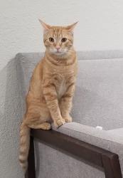Lost Male Cat last seen Overhill Drive and Camino Santa Maria, San Antonio, TX 78228