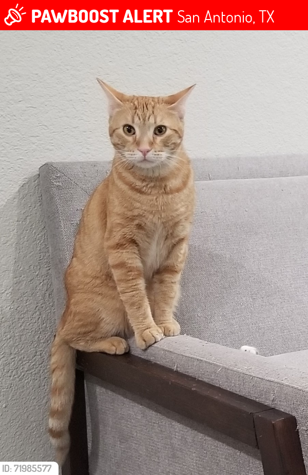 Lost Male Cat last seen Overhill Drive and Camino Santa Maria, San Antonio, TX 78228