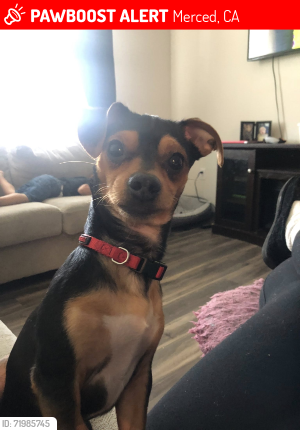 Lost Male Dog last seen Childs and B street, Merced, CA 95341