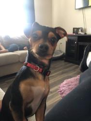 Lost Male Dog last seen Childs and B street, Merced, CA 95341