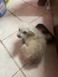 Lost Female Dog last seen Near lessue ave, Stanton, CA 90680