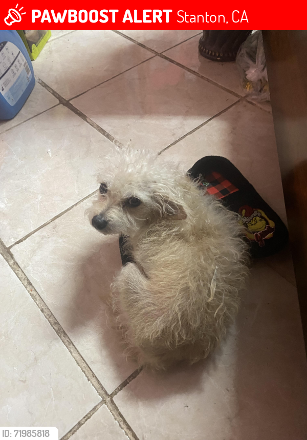 Lost Female Dog last seen Near lessue ave, Stanton, CA 90680