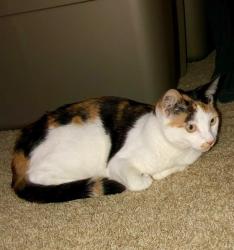 Lost Female Cat last seen Near e Tonto Dr, Gilbert AZ 85298, Gilbert, AZ 85298