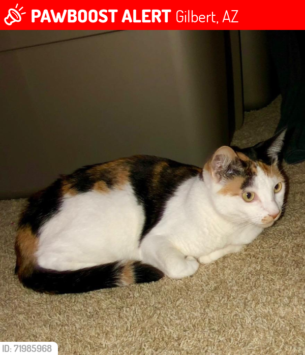 Lost Female Cat last seen Near e Tonto Dr, Gilbert AZ 85298, Gilbert, AZ 85298