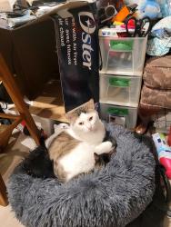 Lost Male Cat last seen Boucherie road west kelowna, West Kelowna, BC V1Z
