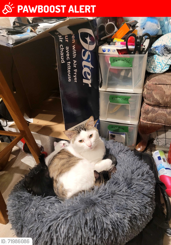 Lost Male Cat last seen Boucherie road west kelowna, West Kelowna, BC V1Z