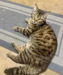 Lost Male Cat last seen mt. etna park, San Diego, CA 92117