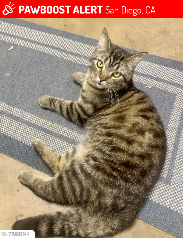 Lost Male Cat last seen mt. etna park, San Diego, CA 92117