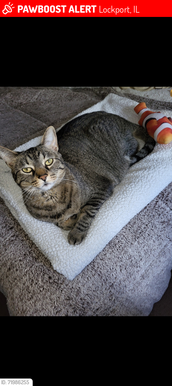 Lost Female Cat last seen Lockport illinois , Lockport, IL 60441