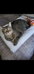 Lost Female Cat last seen Lockport illinois , Lockport, IL 60441