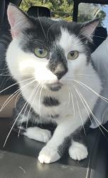 Lost Male Cat last seen Dominion park in the backyard and sheds, Raleigh, NC 27617