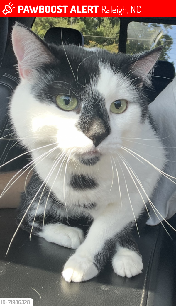 Lost Male Cat last seen Dominion park in the backyard and sheds, Raleigh, NC 27617