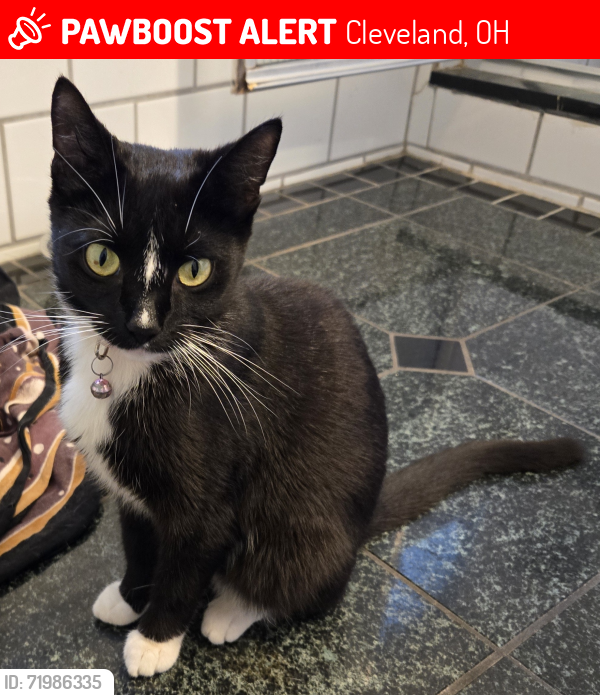 Lost Female Cat last seen Corner of East 86th and Kenmore Avenue, Cleveland Ohio , Cleveland, OH 44106