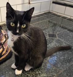 Lost Female Cat last seen Corner of East 86th and Kenmore Avenue, Cleveland Ohio , Cleveland, OH 44106