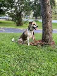 Lost Female Dog last seen Archdale, Archdale, NC 27263