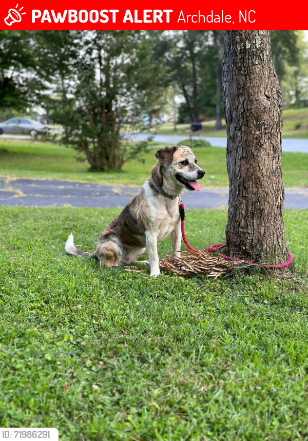 Lost Female Dog last seen Archdale, Archdale, NC 27263