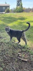 Lost Male Cat last seen Hucka Lane, Paradise, CA 95969