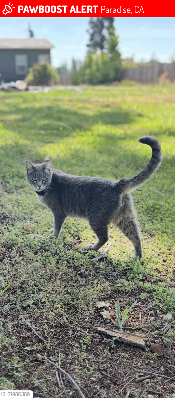 Lost Male Cat last seen Hucka Lane, Paradise, CA 95969