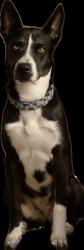 Lost Female Dog last seen Indian Canyon and 20th avenue, Palm Springs, CA 92240