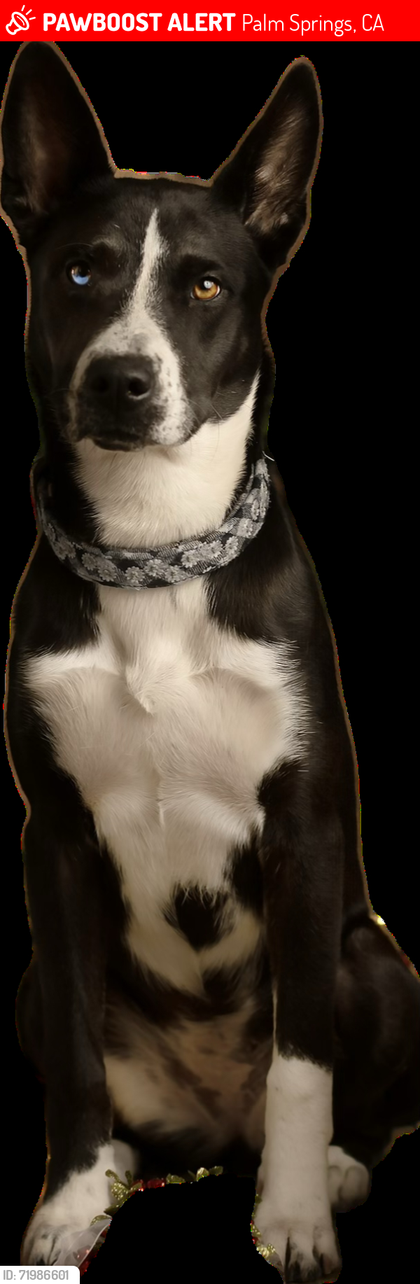 Lost Female Dog last seen Indian Canyon and 20th avenue, Palm Springs, CA 92240