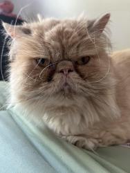 Lost Male Cat last seen Kings Corner, Leominster, MA 01453