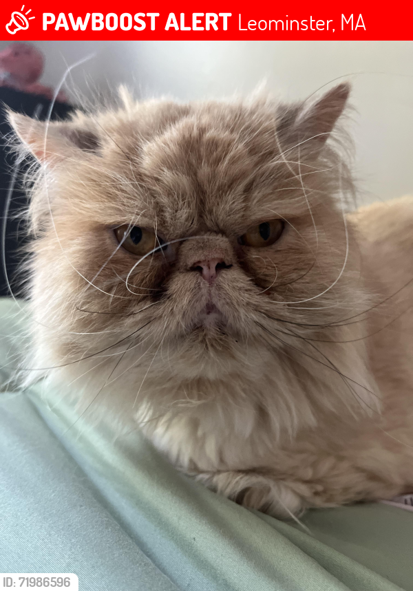 Lost Male Cat last seen Kings Corner, Leominster, MA 01453