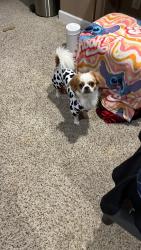 Lost Male Dog last seen Woodchase Dr Erlanger KY , Erlanger, KY 41018