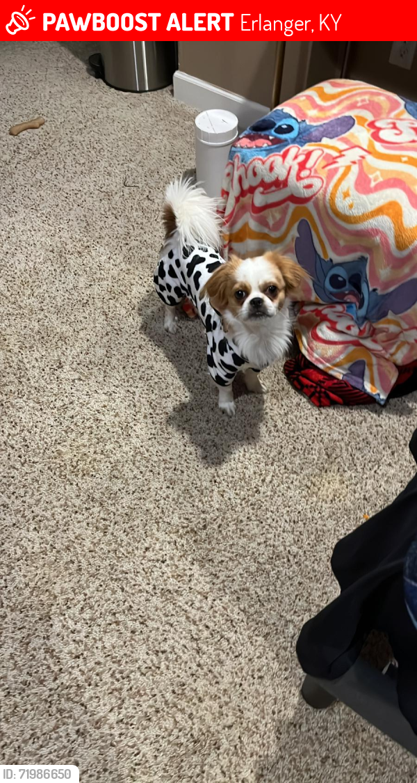 Lost Male Dog last seen Woodchase Dr Erlanger KY , Erlanger, KY 41018