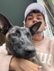 Lost Female Dog last seen Belmont and Fifth, Fresno, CA 93702