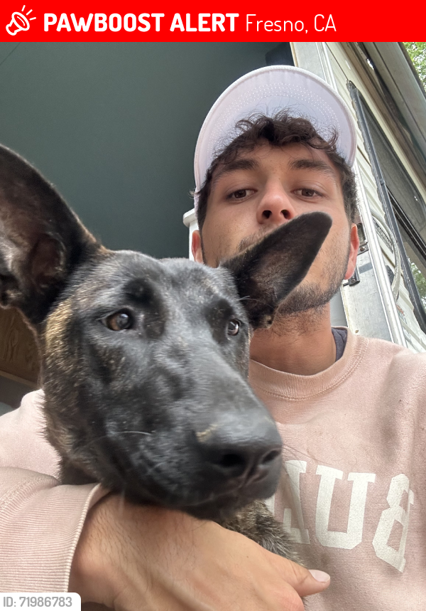 Lost Female Dog last seen Belmont and Fifth, Fresno, CA 93702