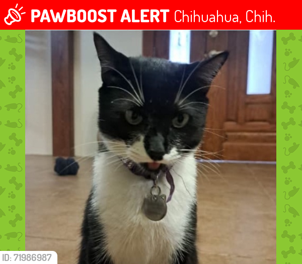 Lost Male Cat last seen Col. villas del rey, Chihuahua, Chih. 31180